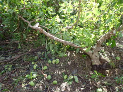 倒れたアテモヤの木と落ちた果実