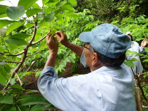 アテモヤ授粉作業