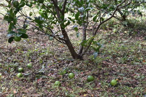 落下した金柑子温州の果実