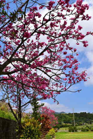 緋寒桜