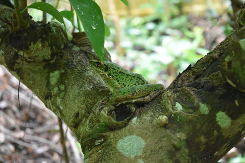 アマミハナサキガエル