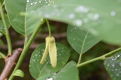 雨上がりのアテモヤ畑