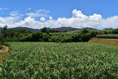 夏空