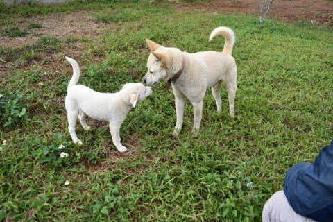 ゴロ―と子犬