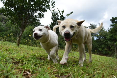 ゴロ―と子犬