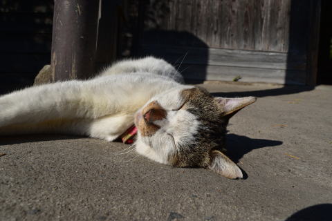 嘉例川駅の猫