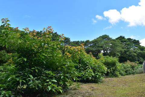 アボカド園