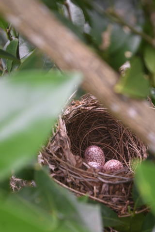 鳥の卵