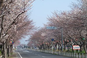 ３月２４日の桜
