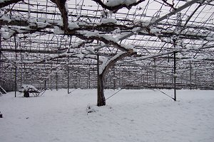 雪の日のぶどう園
